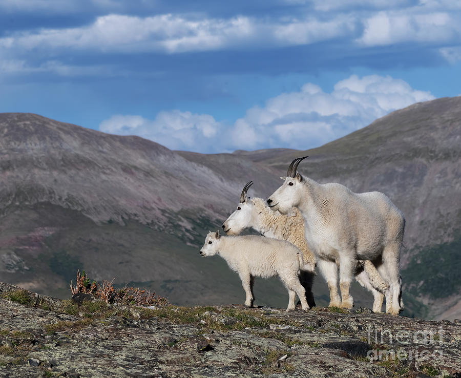 Mountain Family Photograph by Patrick Nowotny