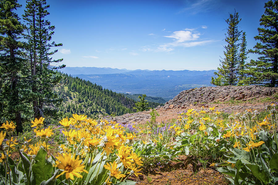 Mountain Flowers Photograph by Gerri Bigler