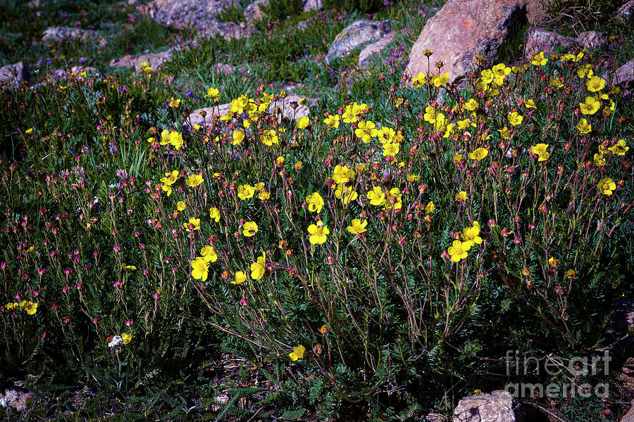 Mountain Flowers Photograph by Jon Burch Photography