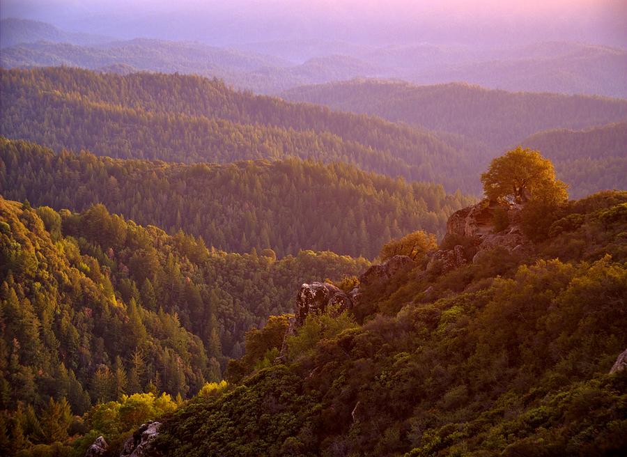 Mountain Forest Sunset, Castle Rock State Park, CA Photograph by by Frank Chen