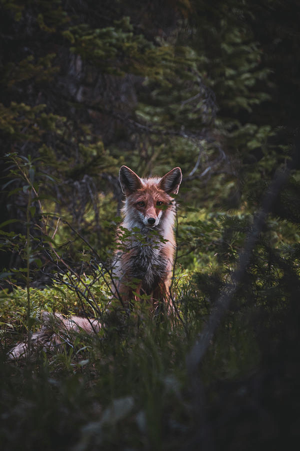 Mountain Fox Photograph by Brian Anderson Mountain Fox Photograph by Brian Anderson