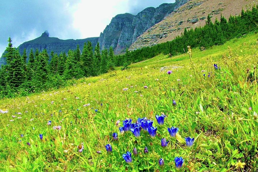 Mountain Gentian, Highline Trail, Glacier  National Park, Montana. Photograph by Ruth Hager