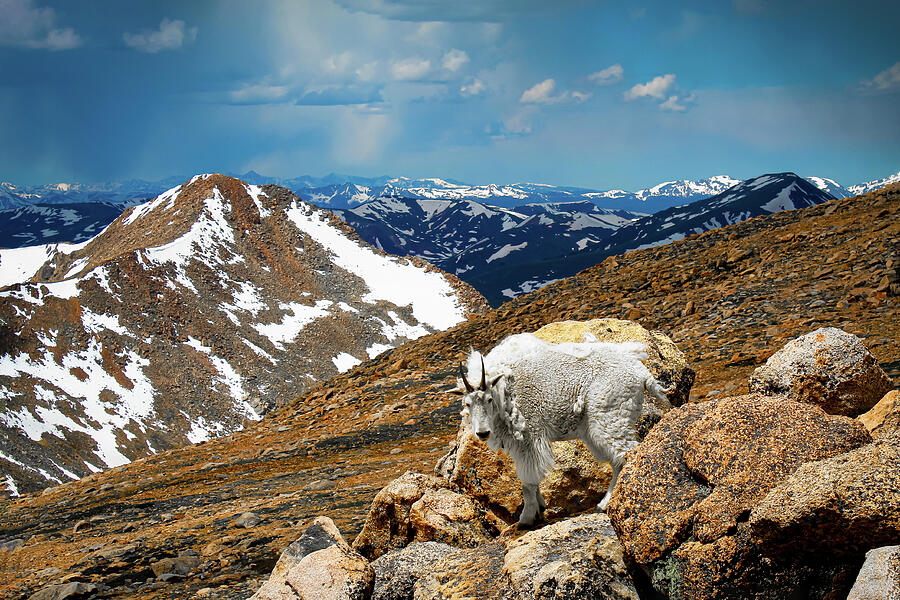 Nature Photograph - Mountain Goat 1 by Daniel Williams