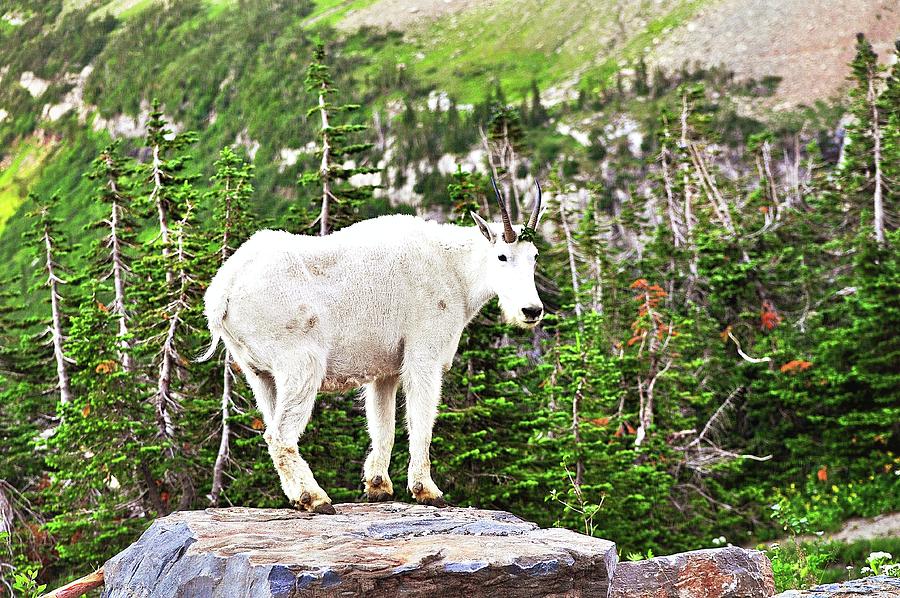 Mountain Goat 1 Photograph