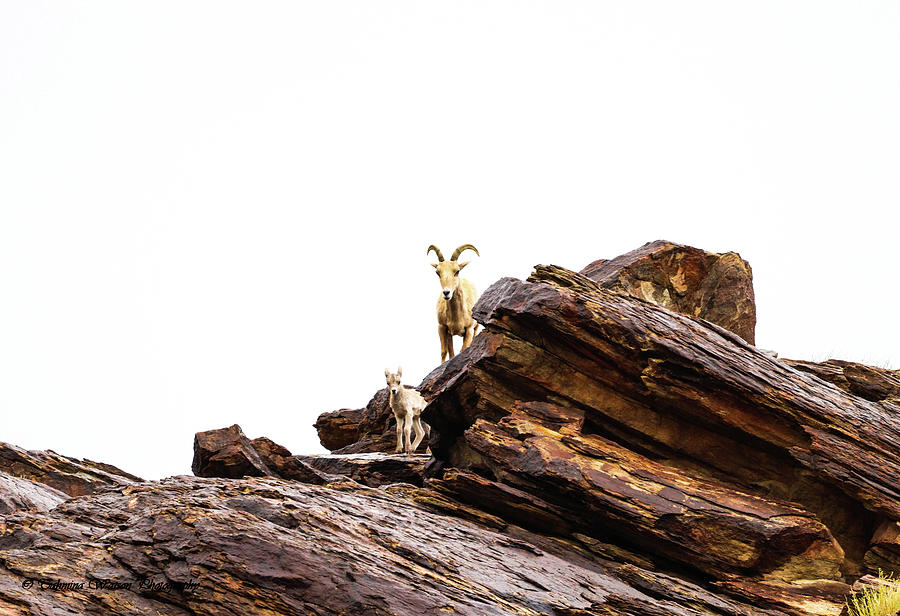 Mountain Goat and Calf Photograph by Tahmina Watson