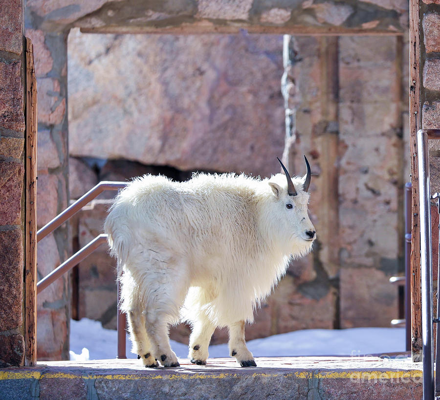 Mountain Goat at Crest House Photograph by Shirley Dutchkowski