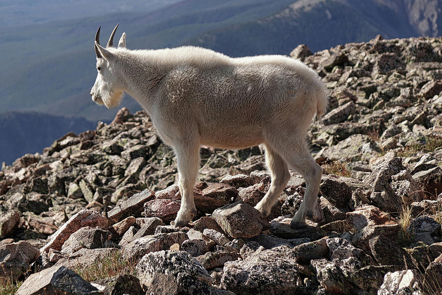 Animal Photograph - Mountain Goat by Brian Kerls