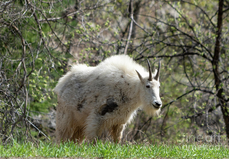 Mountain Goat Photograph by Cathy Donohoue