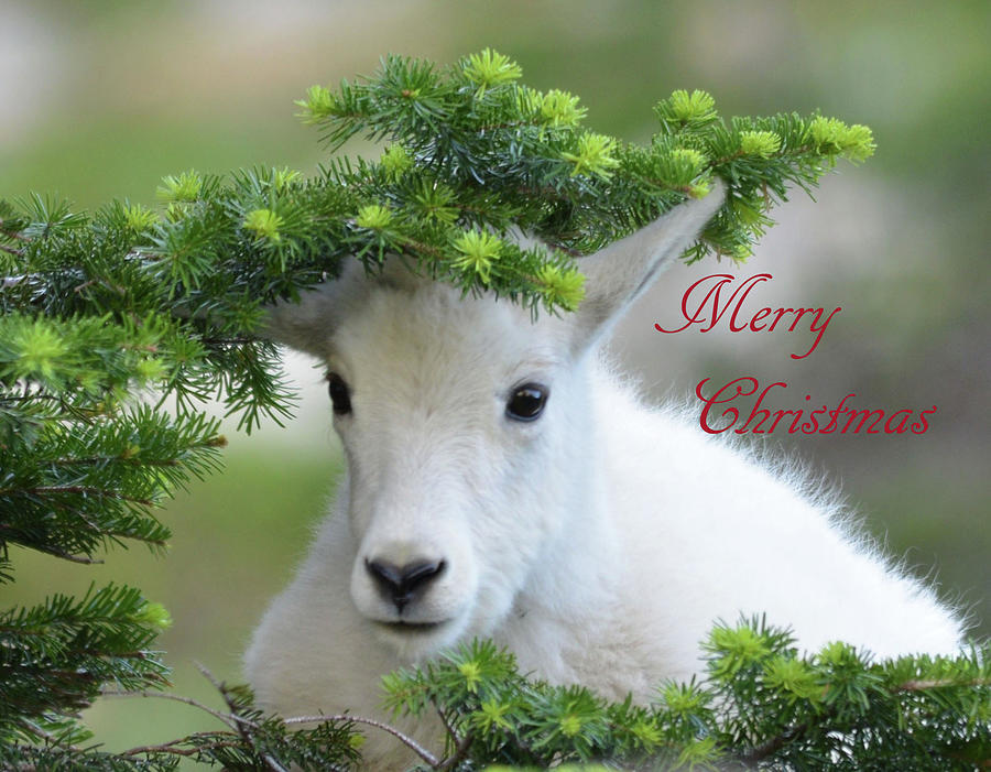 Wildlife Photograph - Mountain Goat Christmas by Whispering Peaks Photography