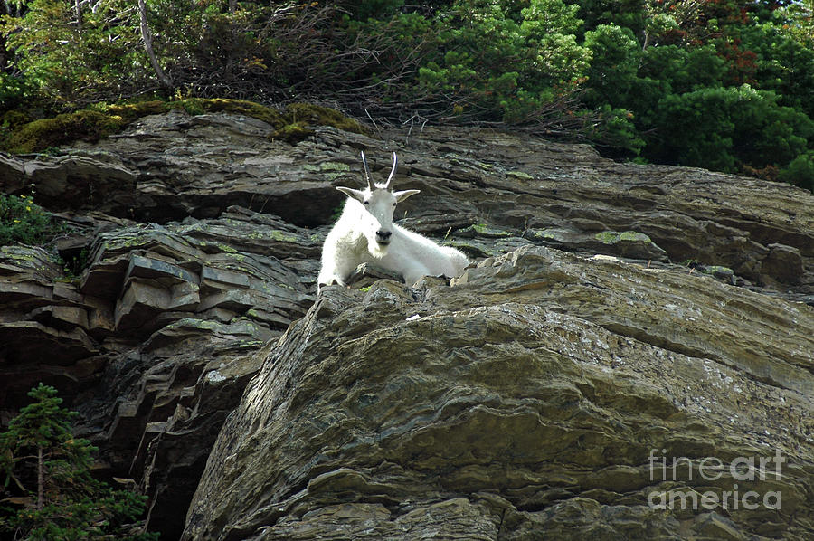 Mountain Goat Photograph by Cindy Murphy