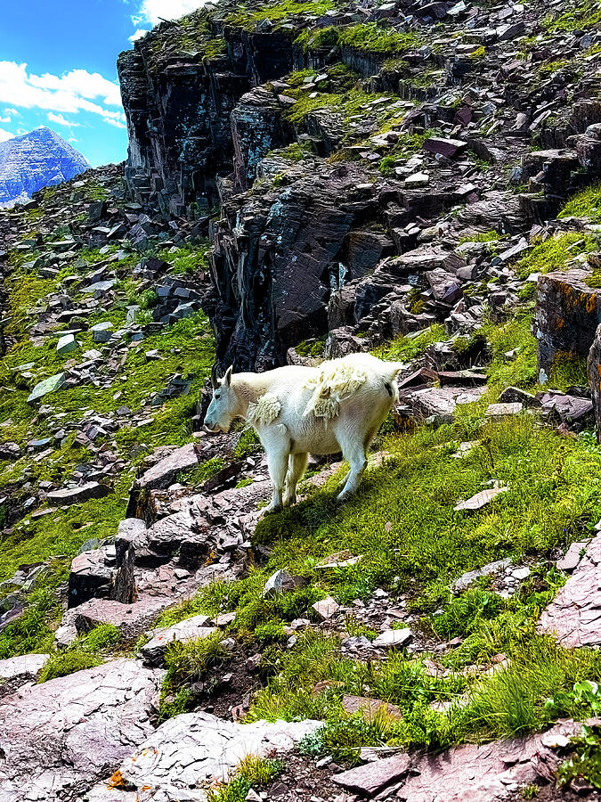Mountain Goat Colorado Photograph by Shelby Jacobs Mountain Goat Colorado Photograph by Shelby Jacobs