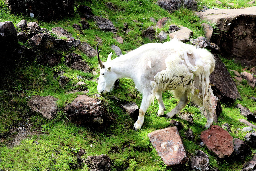 Mountain Goat Digital Art by Debbie Dietz - Fine Art America