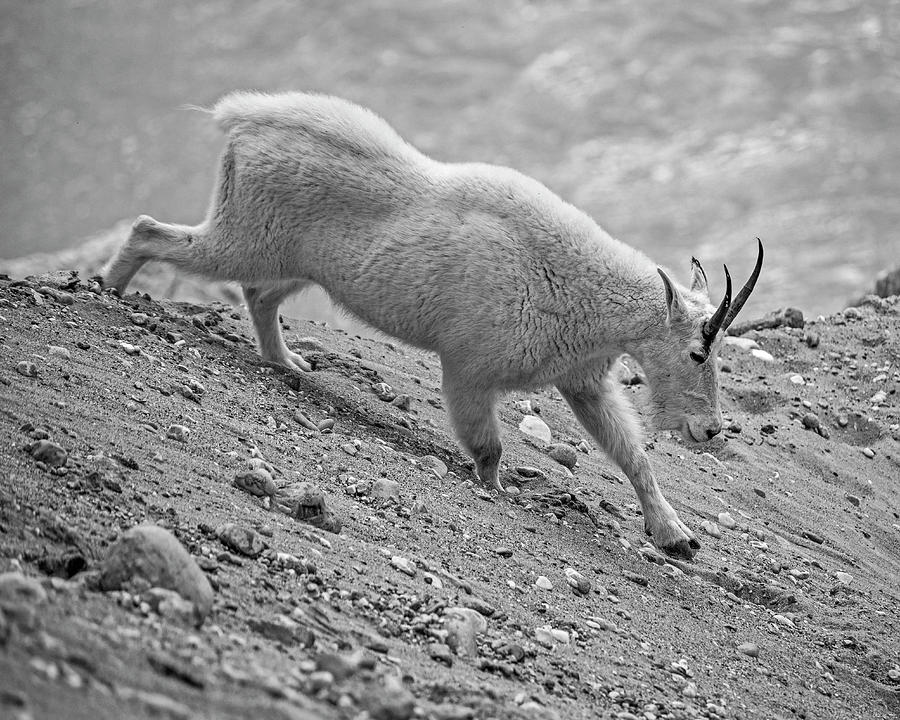 Mountain Goat Descending the Goat Lick Overlook Banff Icefields Parkway Black and White Photograph by Toby McGuire