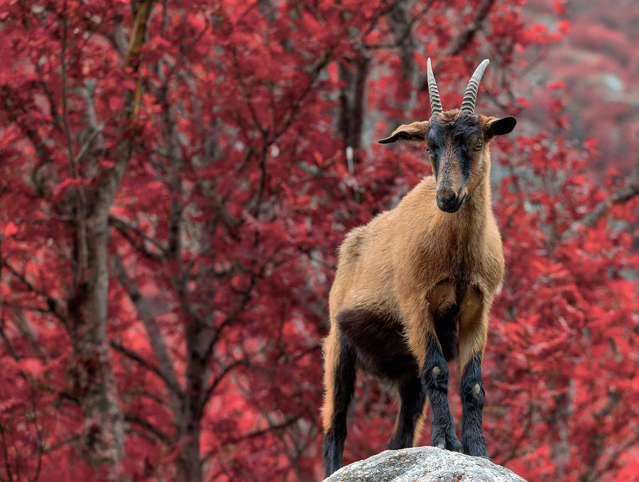 Mountain Goat Photograph
