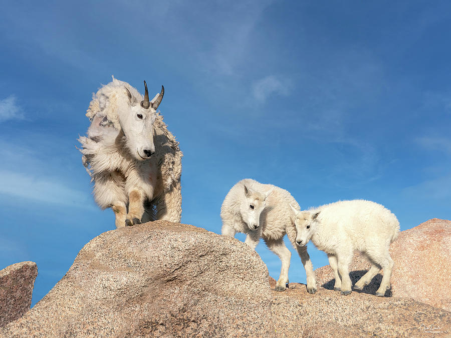 Mountain Goat Family Photograph by Judi Dressler