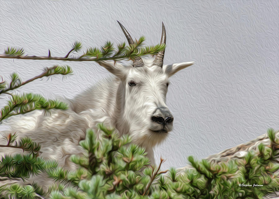 Mountain Goat in the Pines Photograph by Stephen Johnson