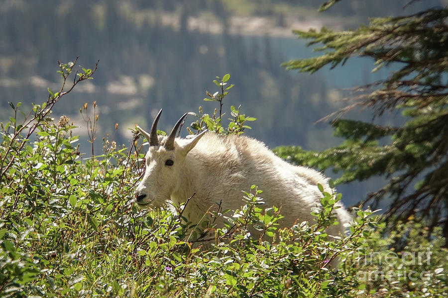 Mountain Goat in the Shrubs Photograph by Nancy Gleason