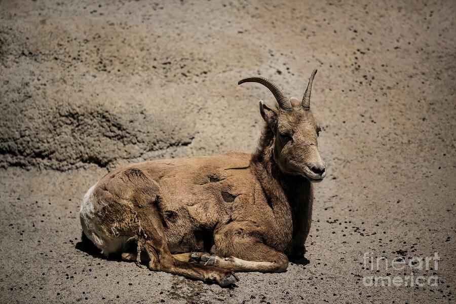 Mountain Goat Photograph by Jon Burch Photography Mountain Goat Photograph by Jon Burch Photography