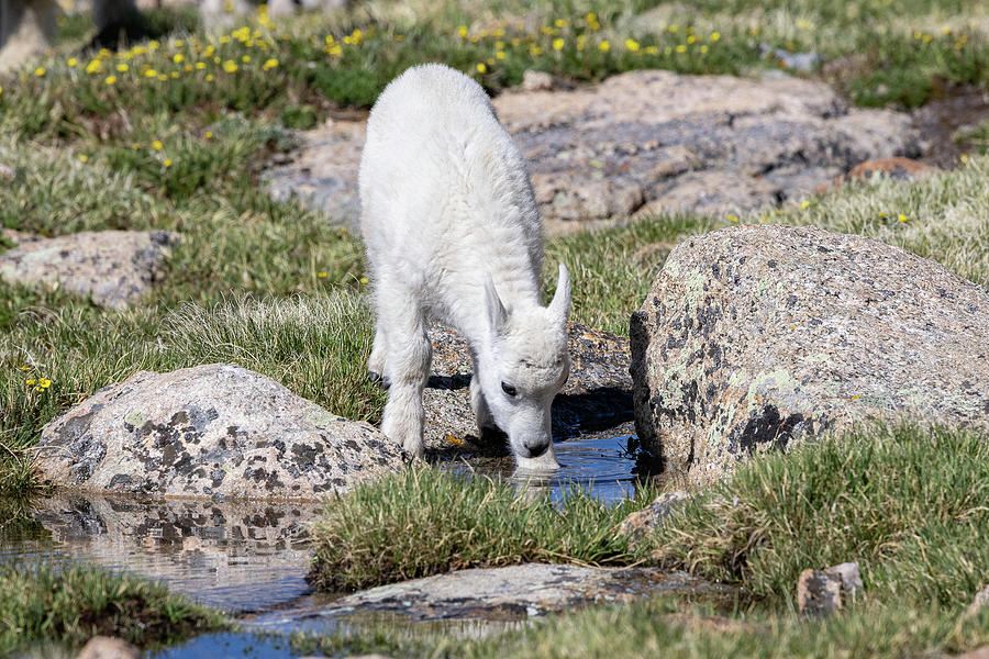 Mountain Goat Kid Gets a Drink Photograph by Tony Hake
