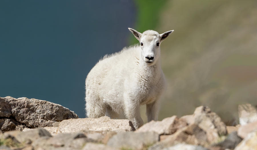 Mountain Goat Kid  Photograph by Julie Barrick