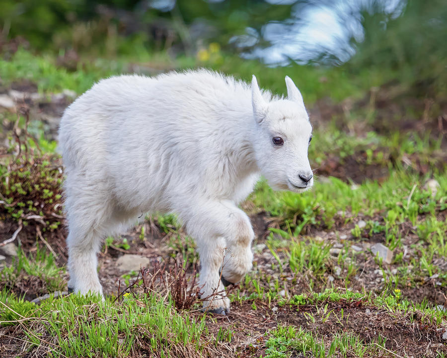 Mountain Goat Kid Stepping Out Photograph by Jack Bell