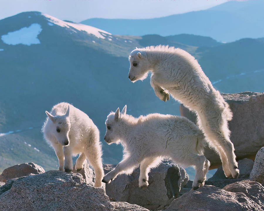  A group of mountain goat kids playing. Colorados Mount Evans Wildlife Photograph by Lena Owens - OLena Art Vibrant Palette Knife and Graphic Design