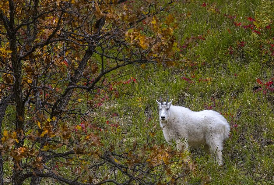Mountain Goat Photograph by Laura Terriere