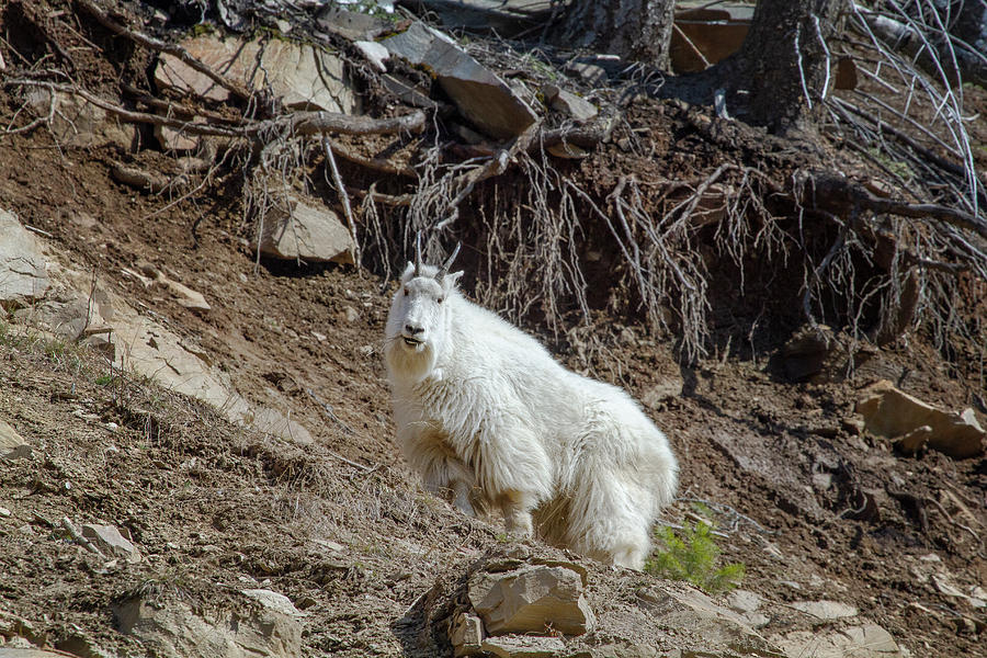Mountain Goat Photograph by Canadart -