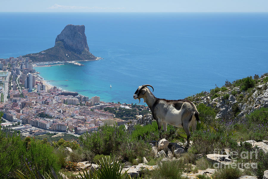 Mountain goat looks at Calpe and the Mediterranean Sea Photograph by Adriana Mueller