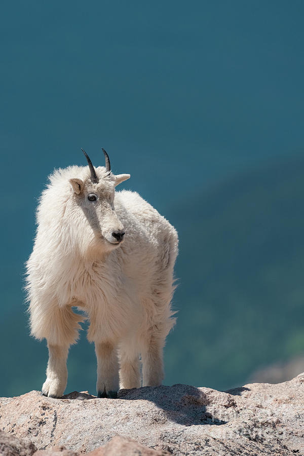 Mountain Goat Photograph by Maresa Pryor-Luzier