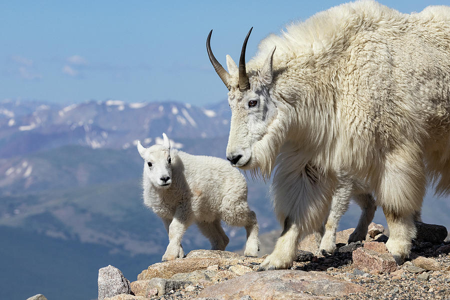 Mountain Goat Nanny and Kid Photograph by Tony Hake