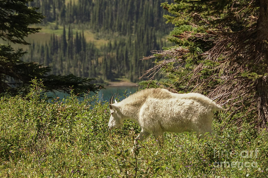 Glacier National Park Photograph - Mountain Goat on a Walk by Nancy Gleason