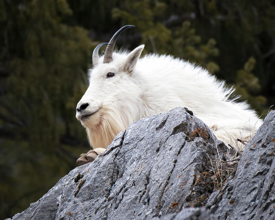 Mountain Goat Overlook Photograph by Downing Photography - Fine Art America