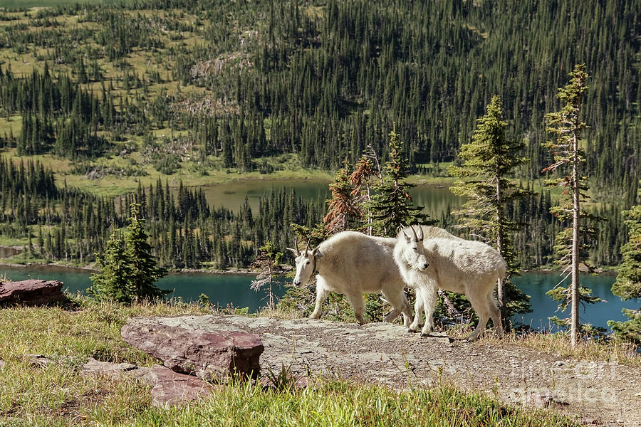 Mountain Goat Pair in Glacier National Park Photograph by Nancy Gleason