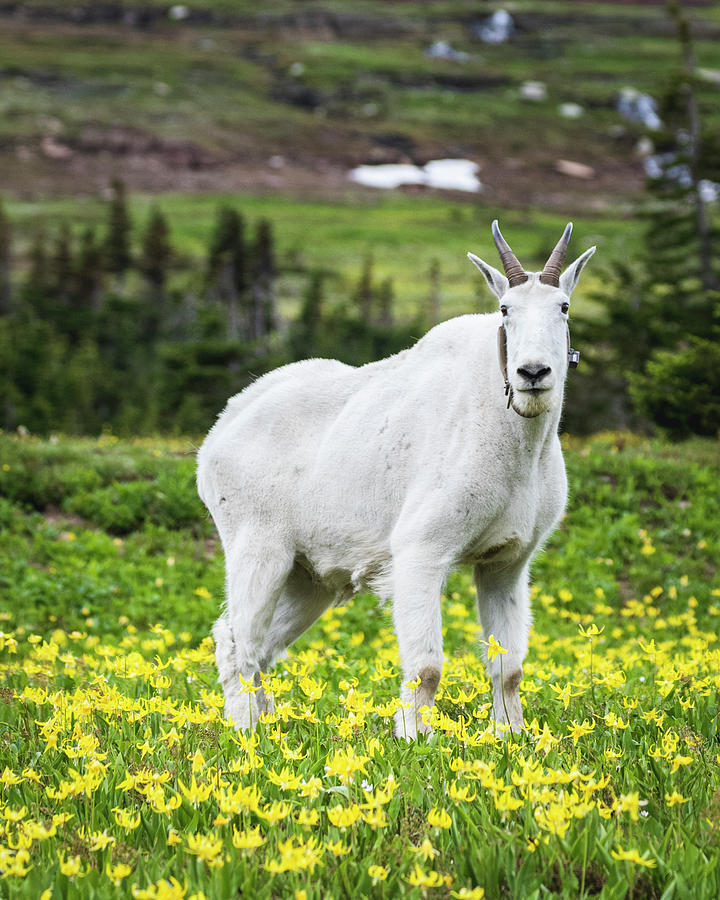 Mountain Goat Portrait Photograph by Joan Escala-Usarralde