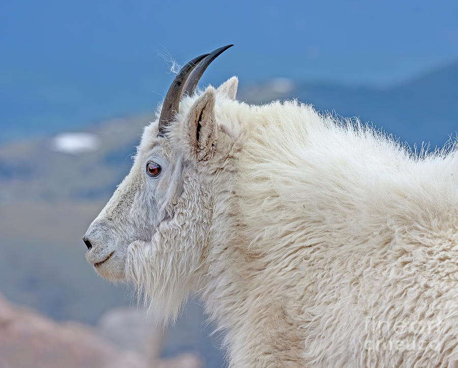 ram mountain goat