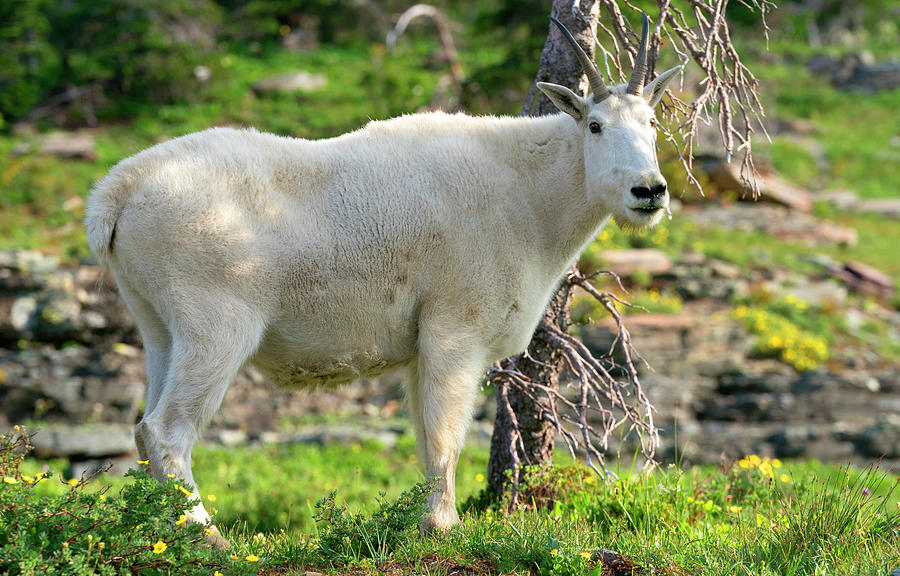 Mountain Goat  Photograph by Rick Wilking
