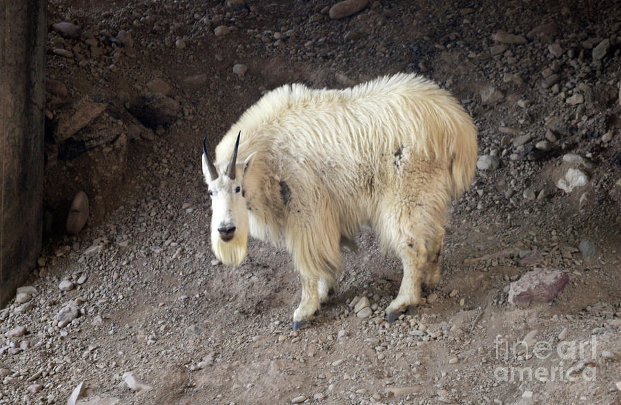 Mountain goat salt lick Photograph by Cindy Murphy
