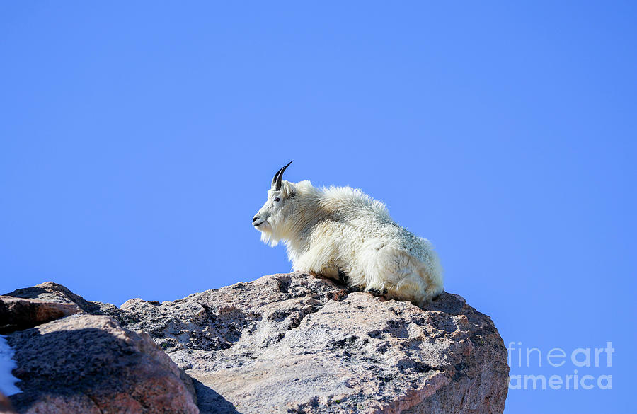 Mountain Goat  Photograph by Shirley Dutchkowski