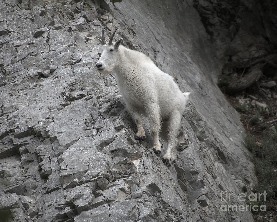 Mountain Goat Photograph by Steve Brown