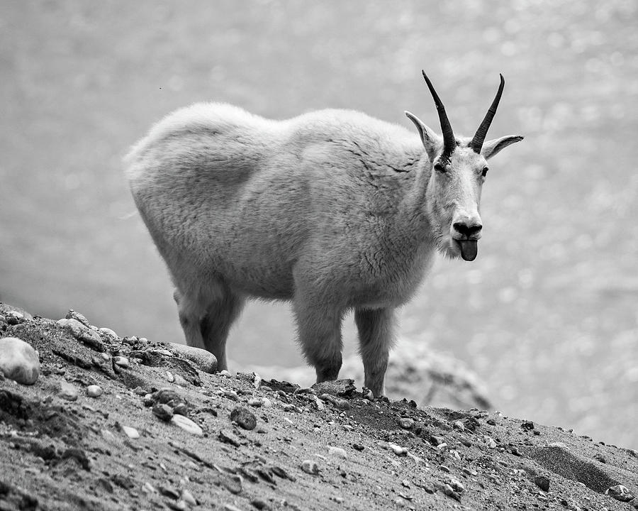 Mountain Goat sticking tongue out at the Goat Lick Overlook Banff Icefields Parkway Black and White Photograph by Toby McGuire