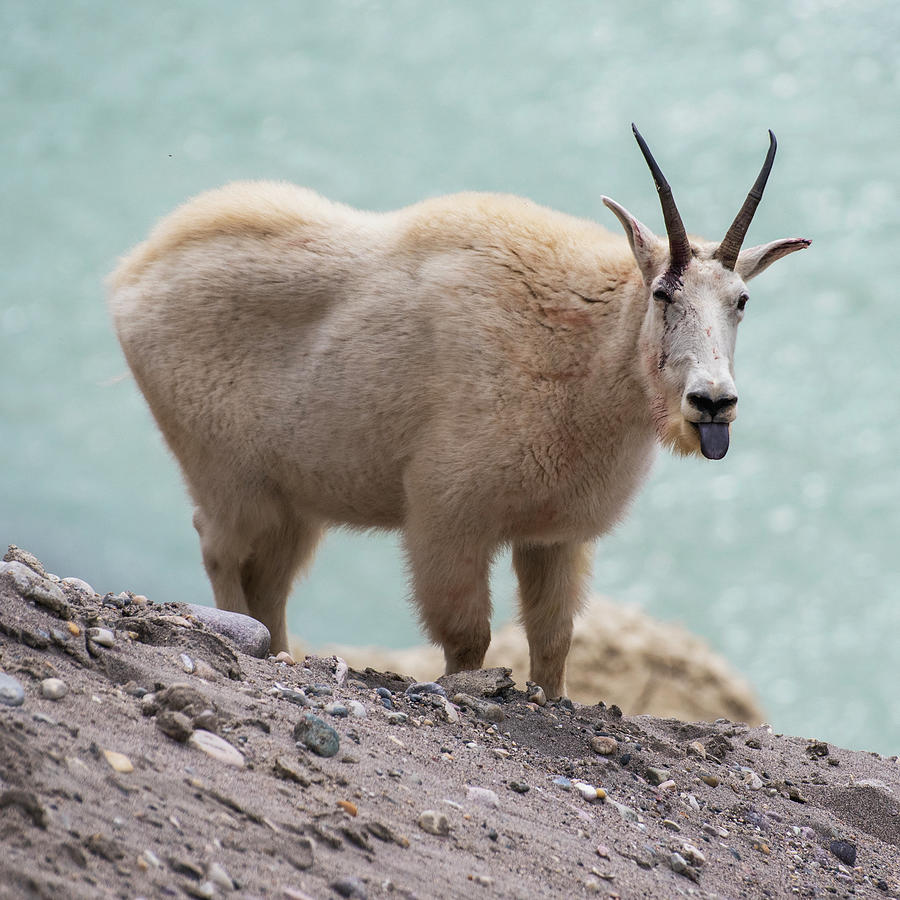 Mountain Goat sticking tongue out at the Goat Lick Overlook Banff Icefields Parkway Square Photograph by Toby McGuire
