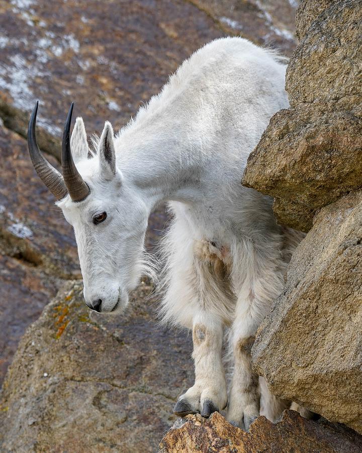 Mountain Goat Photograph by Susan Rydberg
