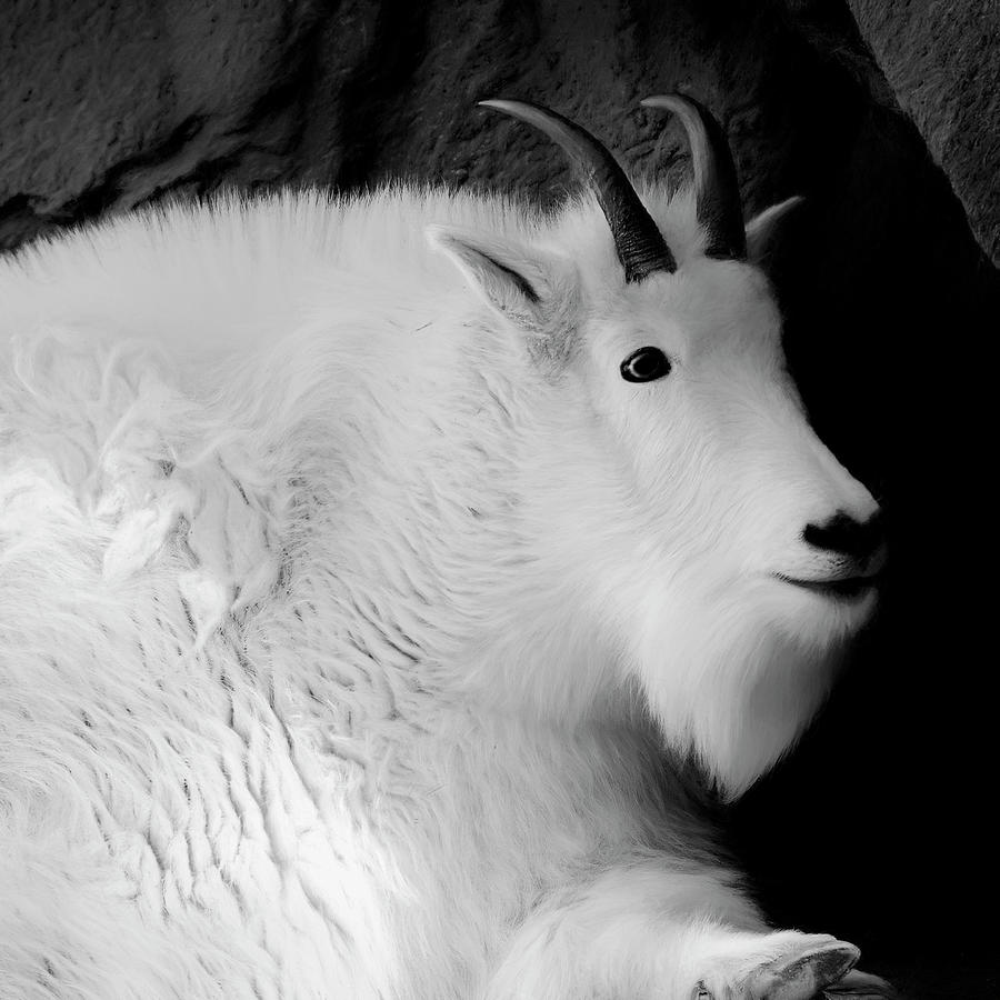 Mountain Goat Two Photograph by Ann Powell