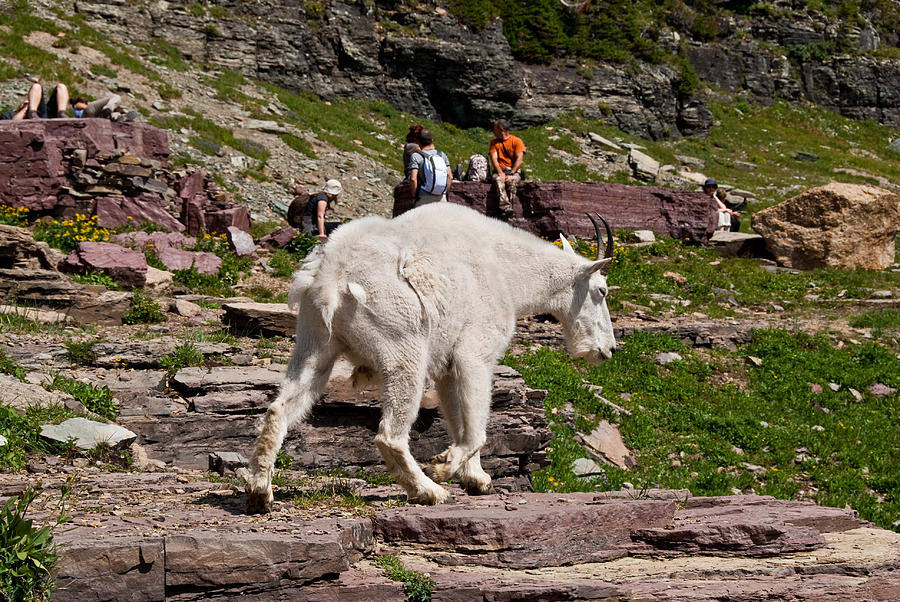 Mountain Goat Walking by Hikers Photograph by JeffGoulden