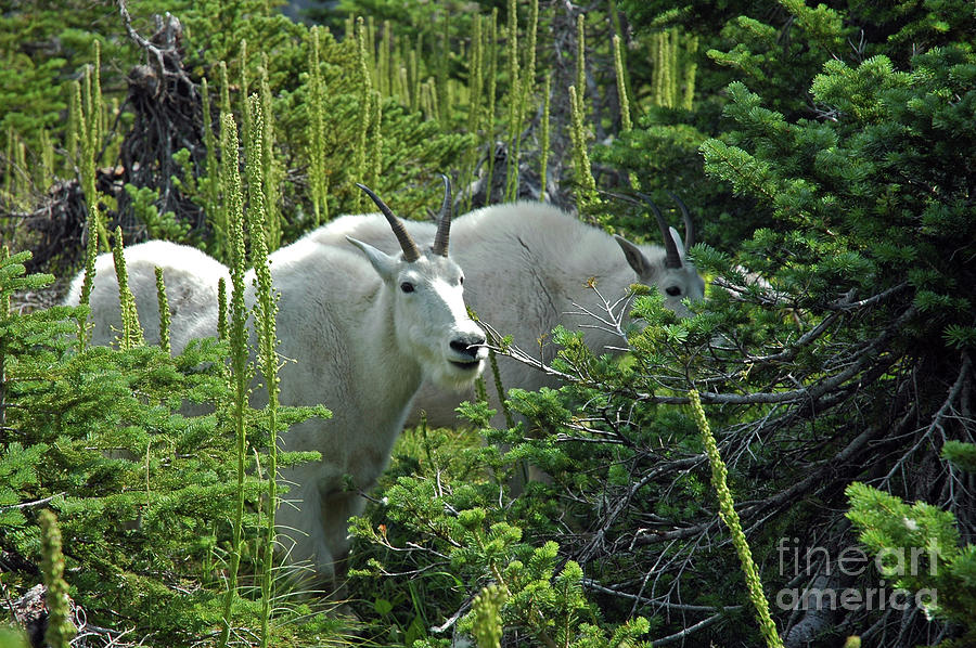Mountain Goats Photograph by Cindy Murphy