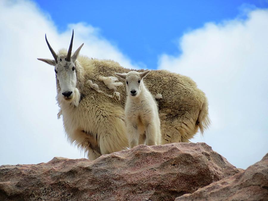 Mountain Goats Photograph by Connor Beekman