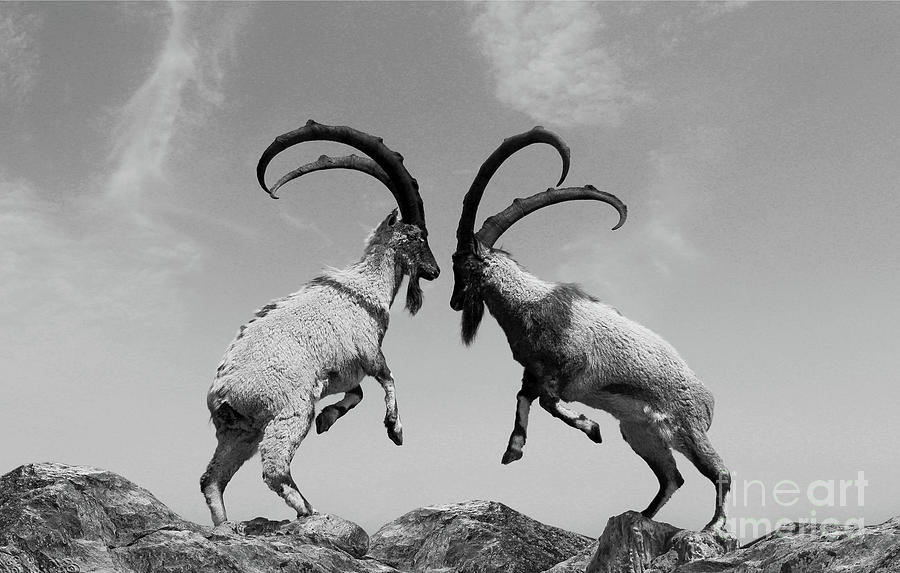 Mountain Goats Photograph by Dr Debra Stewart