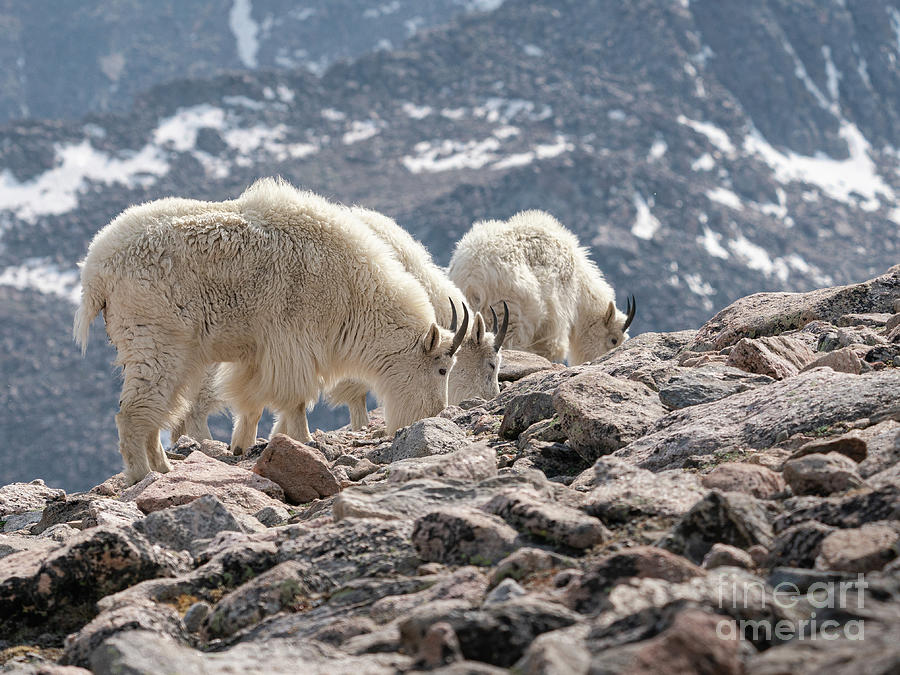 Mountain Goats Photograph by Maresa Pryor-Luzier