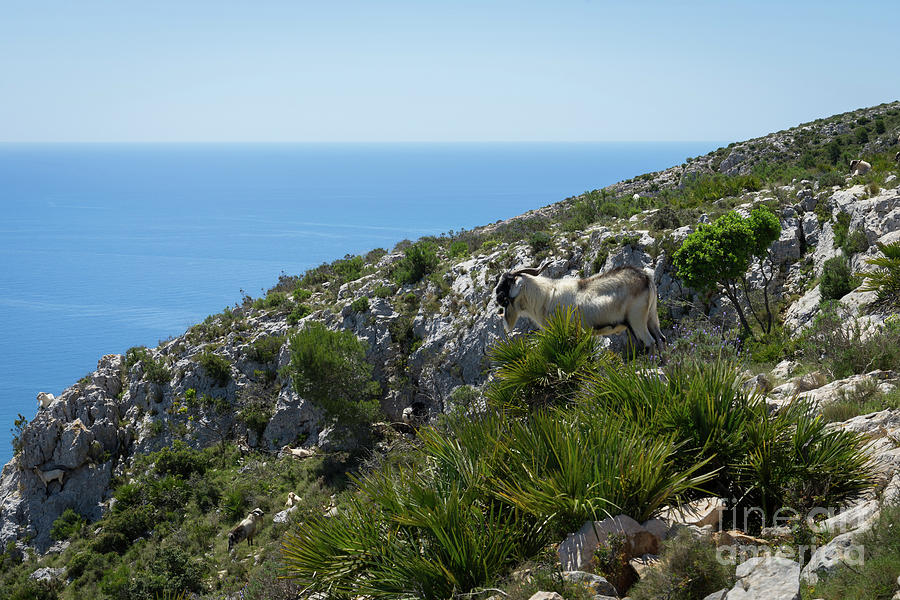 Mountain goats on the Mediterranean coast Photograph by Adriana Mueller